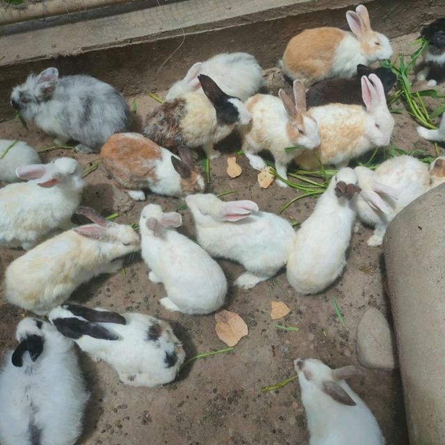【チェンカーン/タイ】ウサギがいっぱい🐰ウサギ寺