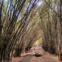 Have you ever been in this Bamboo Forest?