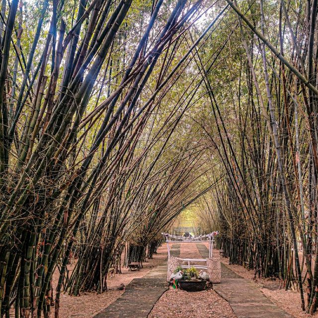 Have you ever been in this Bamboo Forest?