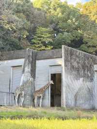 東山動物植物園-紅葉與動物構成和諧，而且美麗的景色