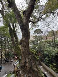探訪來宮神社大楠：靜岡熱海的千年神樹，祈願與能量的聖地