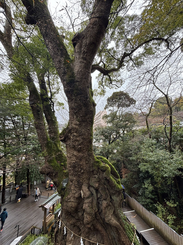 探訪來宮神社大楠：靜岡熱海的千年神樹，祈願與能量的聖地