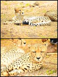 【モーリシャス】急接近！チーターをわしゃわしゃ🐆
