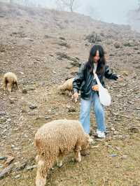 Qingjing Farm🐑 — Your Alpine Escape in Taiwan!
