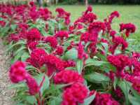 Nature in the City: Exploring Hong Kong Zoo and Botanical Gardens