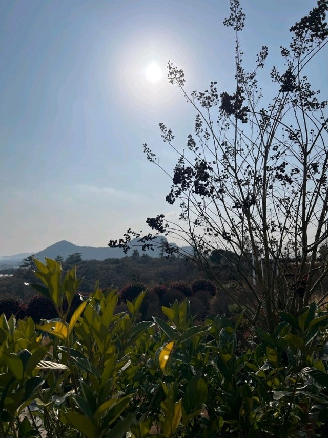 ✨️제주도 동백꽃 명소 🎈제주 마노르블랑 