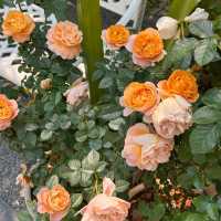 ชวนแฟนไปคาเฟ่ในกรุงเทพที่เต็มไปด้วยดอกกุหลาบ 🌹