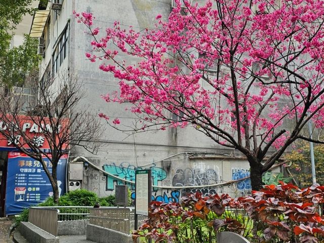 櫻花季限定，台北螢橋公園的親子遊樂時光
