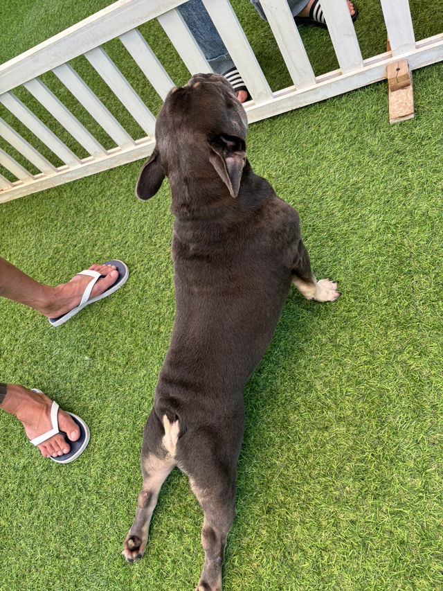 Dog In Town Café (ด็อกอินทาวน์ คาเฟ่) 