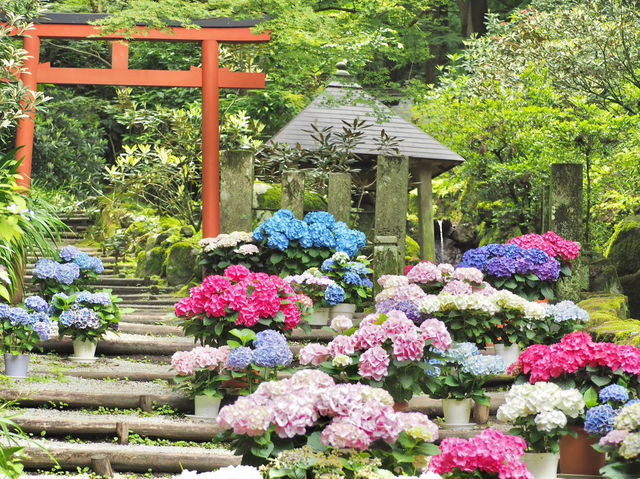 【奈良】あじさいの名所　岡寺