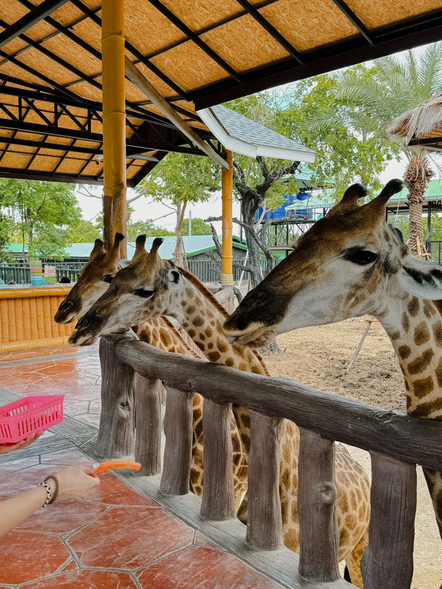 泰國曼谷必去景點🦒大城獅子動物園🐅🦓