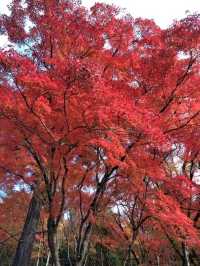 愛知の人気紅葉スポット