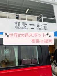 【福岡 相島】世界6大猫スポットで猫と触れ合う！