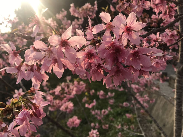 嘉義🌸 櫻之道賞櫻去，準備好你的相機和笑容了嗎？🤣