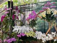 台南後壁-亞太蘭花會議暨台灣國際蘭展 Orchid Show 