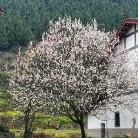 晴空森林🌸櫻花如海
