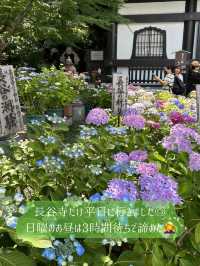 鎌倉紫陽花スポット3選