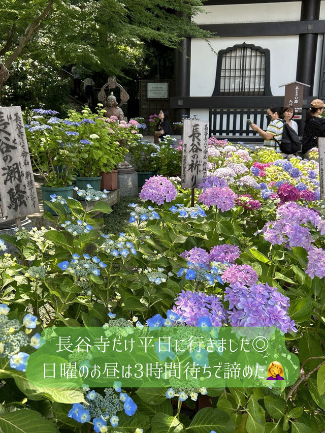 鎌倉紫陽花スポット3選
