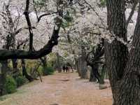 名古屋天守閣賞櫻美景