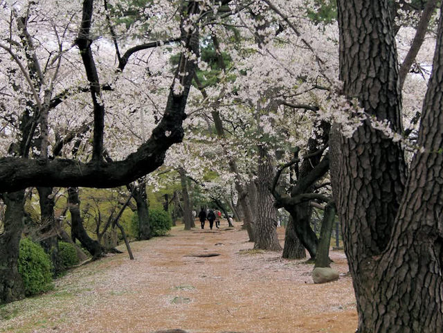 名古屋天守閣賞櫻美景
