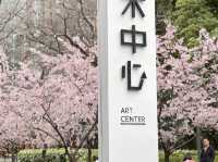 ชมดอกซากุระ @Artistic Center เซี่ยงไฮ้