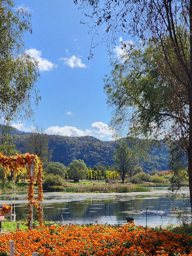 Jaraseom Flower Festival Review