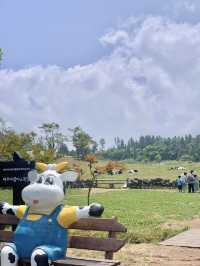 🐄제주 아침미소목장, 카이막이 있는 카페까지!