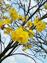  ## 香港秘境！東涌黃風鈴徑，邂逅春日限定的金色浪漫！🌼✨