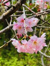 《大埔海濱·平日放鬆 賞花賞櫻🌸賞海景 打卡之旅》 附交通方法