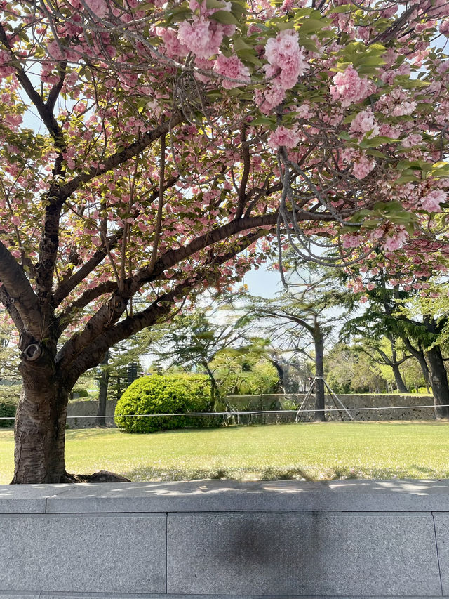 핑크벚꽃이 있는 부산 겹벚꽃 여행코스 💖💖