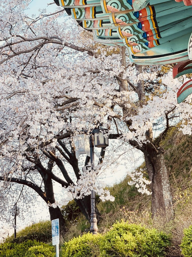 A Breathtaking View Over Gyeongpo Lake!