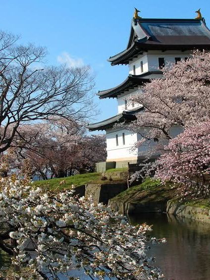  Chasing Sakura at Hirosaki Castle Park