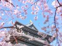 Chasing Sakura at Hakodate