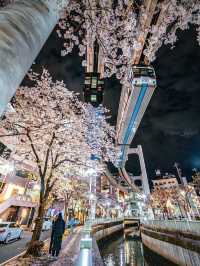 Chasing Sakura at Chiba Urban Monorail 