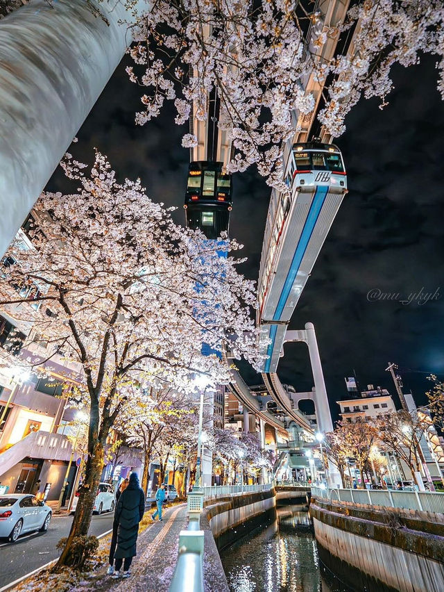 Chasing Sakura at Chiba Urban Monorail 