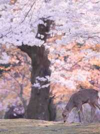 Chasing Sakura at Nara Deer Park
