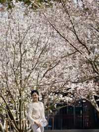 Blossoms & Solitude: Tiger Hill’s Unexpected Sakura Charm