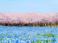 Chasing Sakura at Uminonakamichi Seaside Park