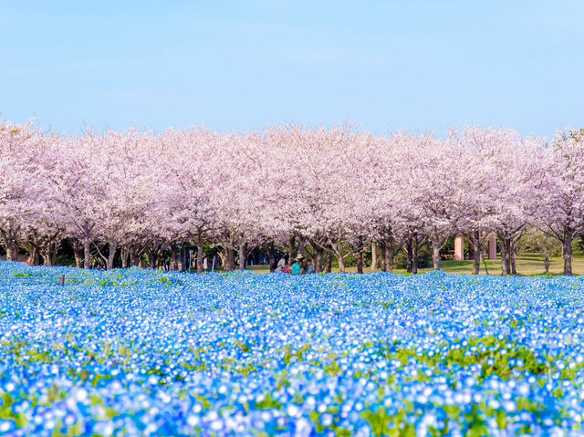 Chasing Sakura at Uminonakamichi Seaside Park
