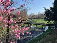 Chasing Sakura at Daio Wasabi Farm in Nagano