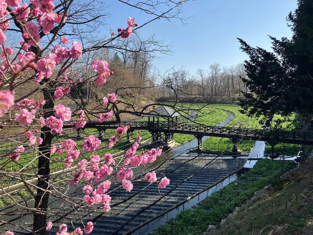 Chasing Sakura at Daio Wasabi Farm in Nagano