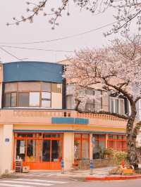 : 제주 가볼만 한 곳 : 제주 전농로 벚꽃길