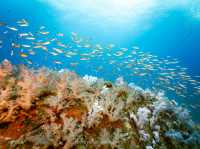 สำรวจ Dive site เกาะพระทอง