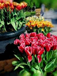 Keukenhof Gardens, literally a paradise for anthophiles & photography buffs! 