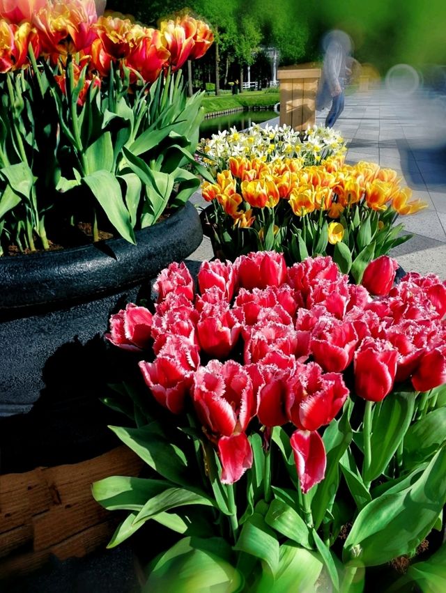 Keukenhof Gardens, literally a paradise for anthophiles & photography buffs! 
