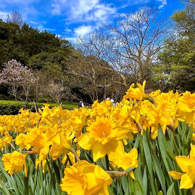 陽明山湖山里櫻花林