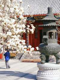 Spring Blooms at Tianjin Dabeiyuan: Magnolia Season is Here! 🌸