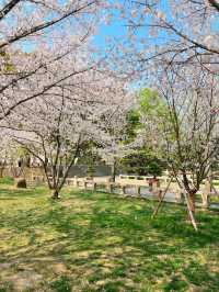 Cherry Blossoms at Tiger Hill- A Classical Chinese Sakura Experience