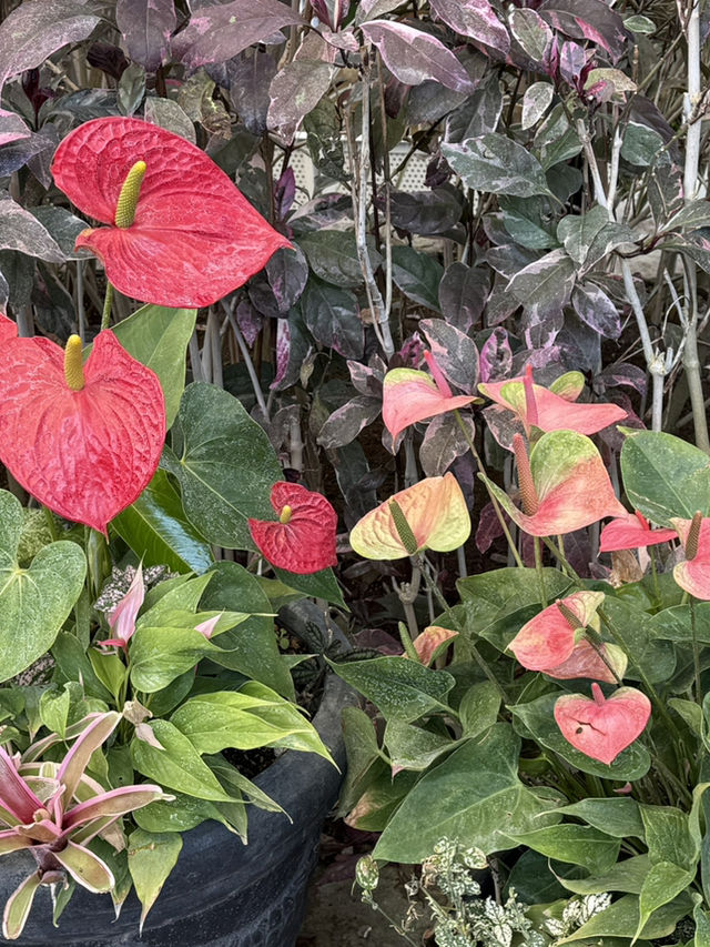 一気に華やかに