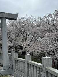 日本香川縣-賞櫻秘境「伊勢朝日山本宮」美到仙境
